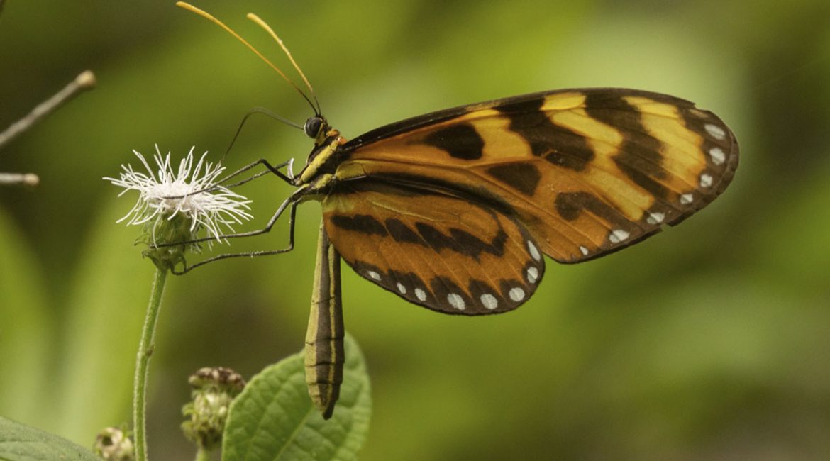 Avistamiento-de-mariposas_01