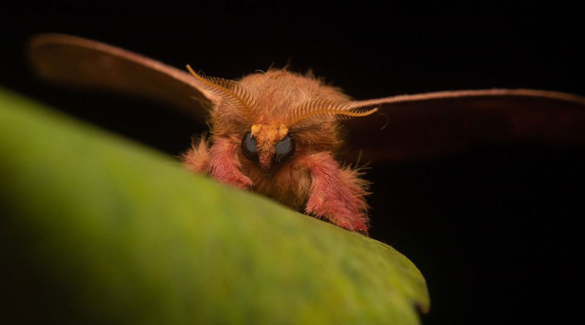 Avistamiento-de-mariposas_02