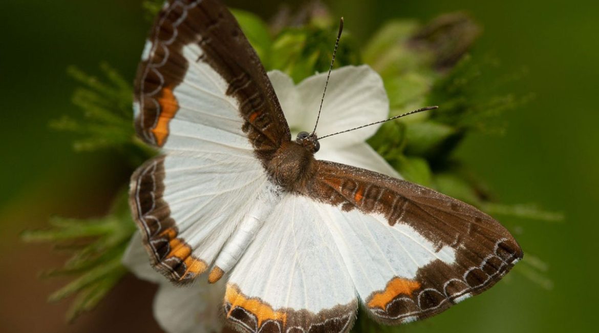 Avistamiento-de-mariposas_03