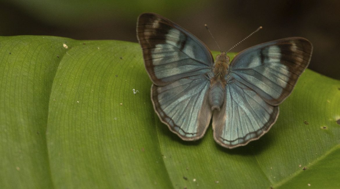 Avistamiento-de-mariposas_07