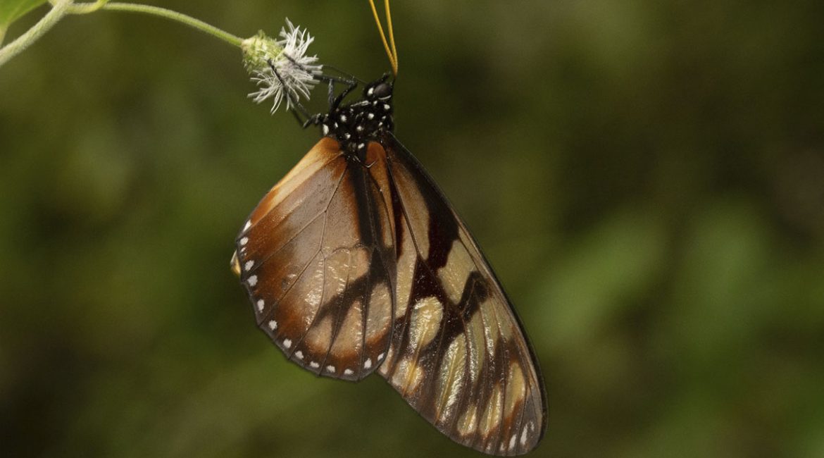 Avistamiento-de-mariposas_08