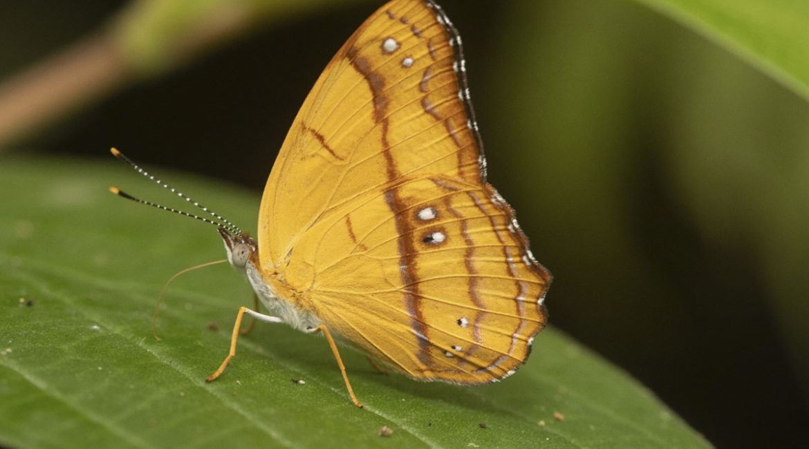 Avistamiento-de-mariposas_09