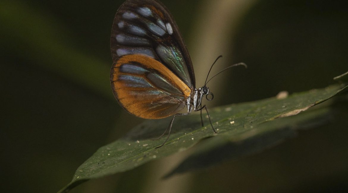 Avistamiento-de-mariposas_10